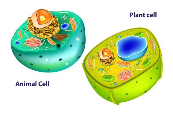 Structure and functions of the plant and animal cell