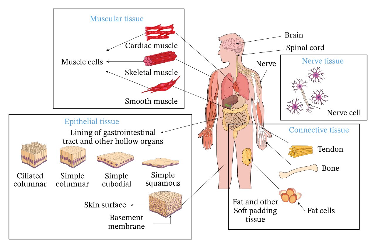 Types of Animal Tissues Different Types of Animal tissues