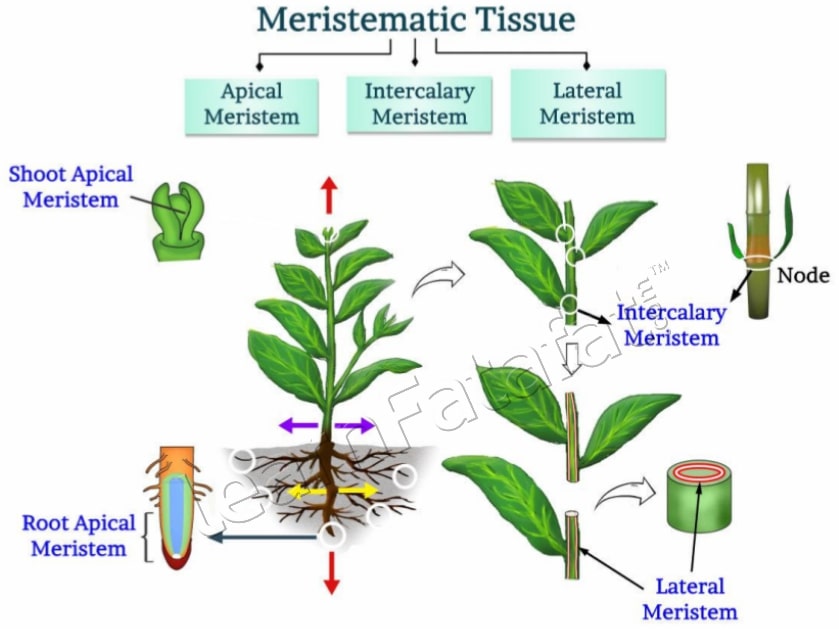 Where to find Meristematic Tissues in a Plant Meristematic Tissues