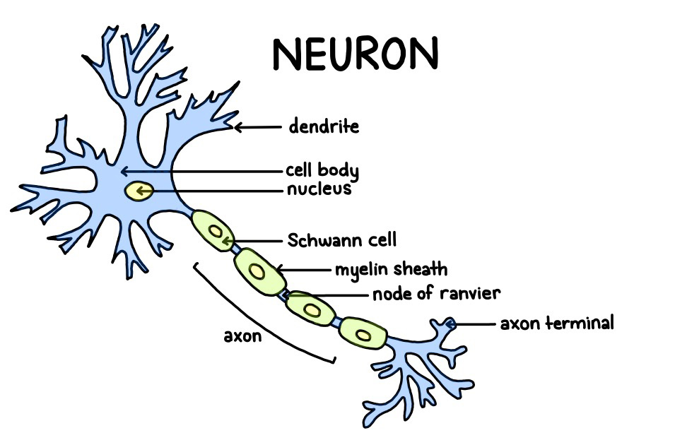 Parts of a Neuron A Neuron