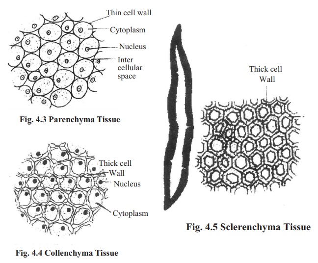 Simple Permanent Tissues Simple Permanent Tissues