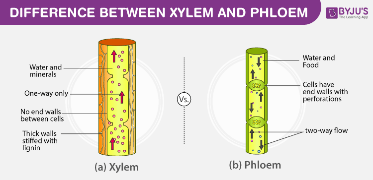 Xylem and Phloem in Plant Body Xylem and Phloem